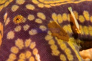 Pharia pyramidata Etoile pyramide Periclimenes soror La Paz Ile de la Baleine-11m-20181026-Denis-ADER-DSC_0267_tn